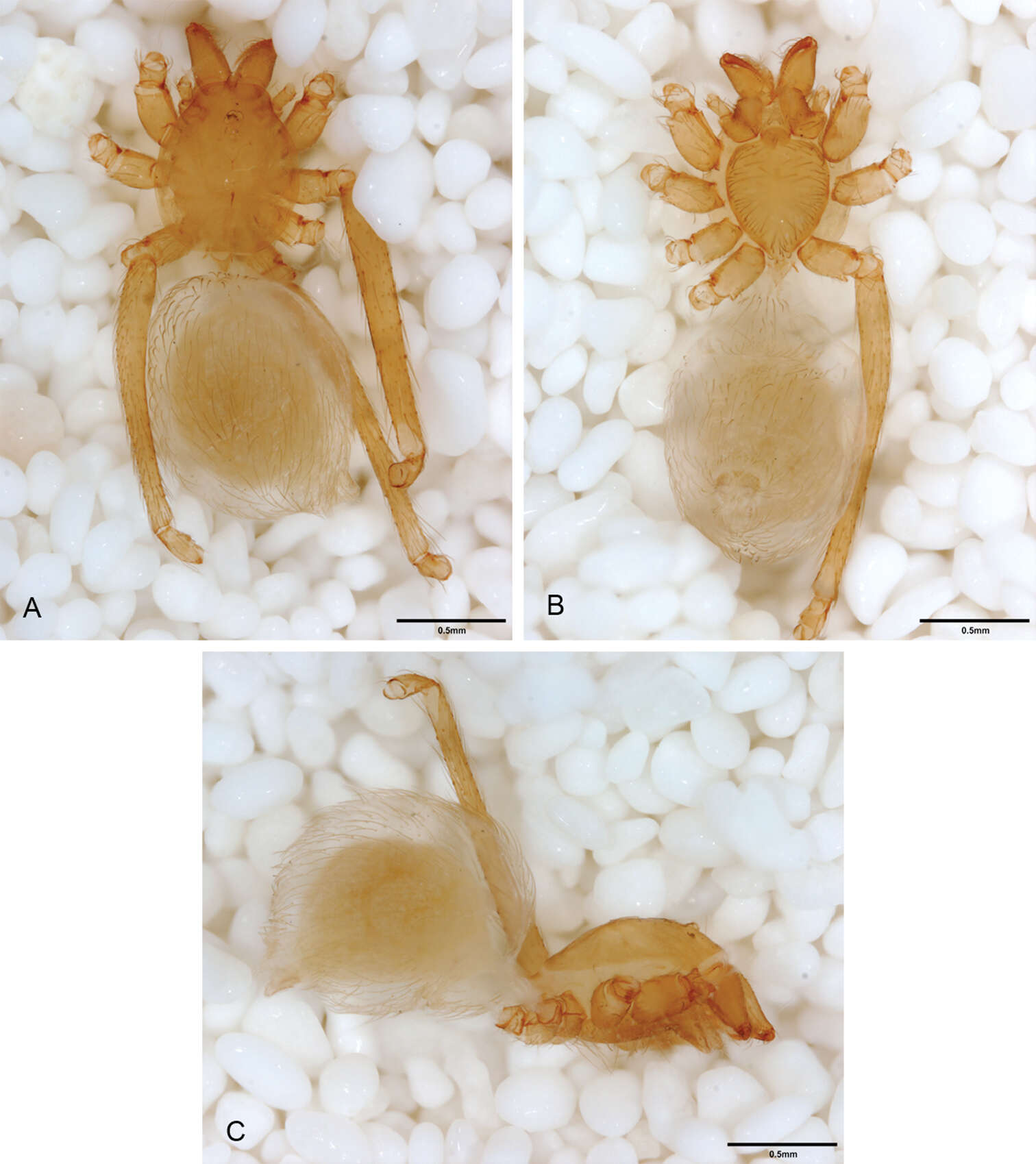 Image of Tayshaneta vidrio Ledford, Paquin, Cokendolpher, Campbell & Griswold 2012