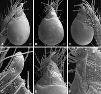 Image of Tayshaneta vidrio Ledford, Paquin, Cokendolpher, Campbell & Griswold 2012