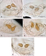 Image of Tayshaneta vidrio Ledford, Paquin, Cokendolpher, Campbell & Griswold 2012