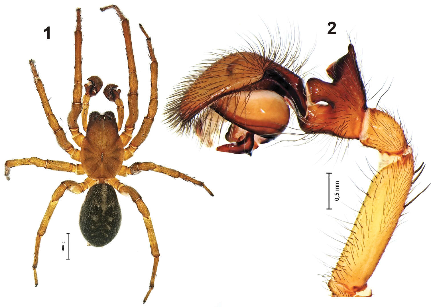 Image de Amaurobiidae