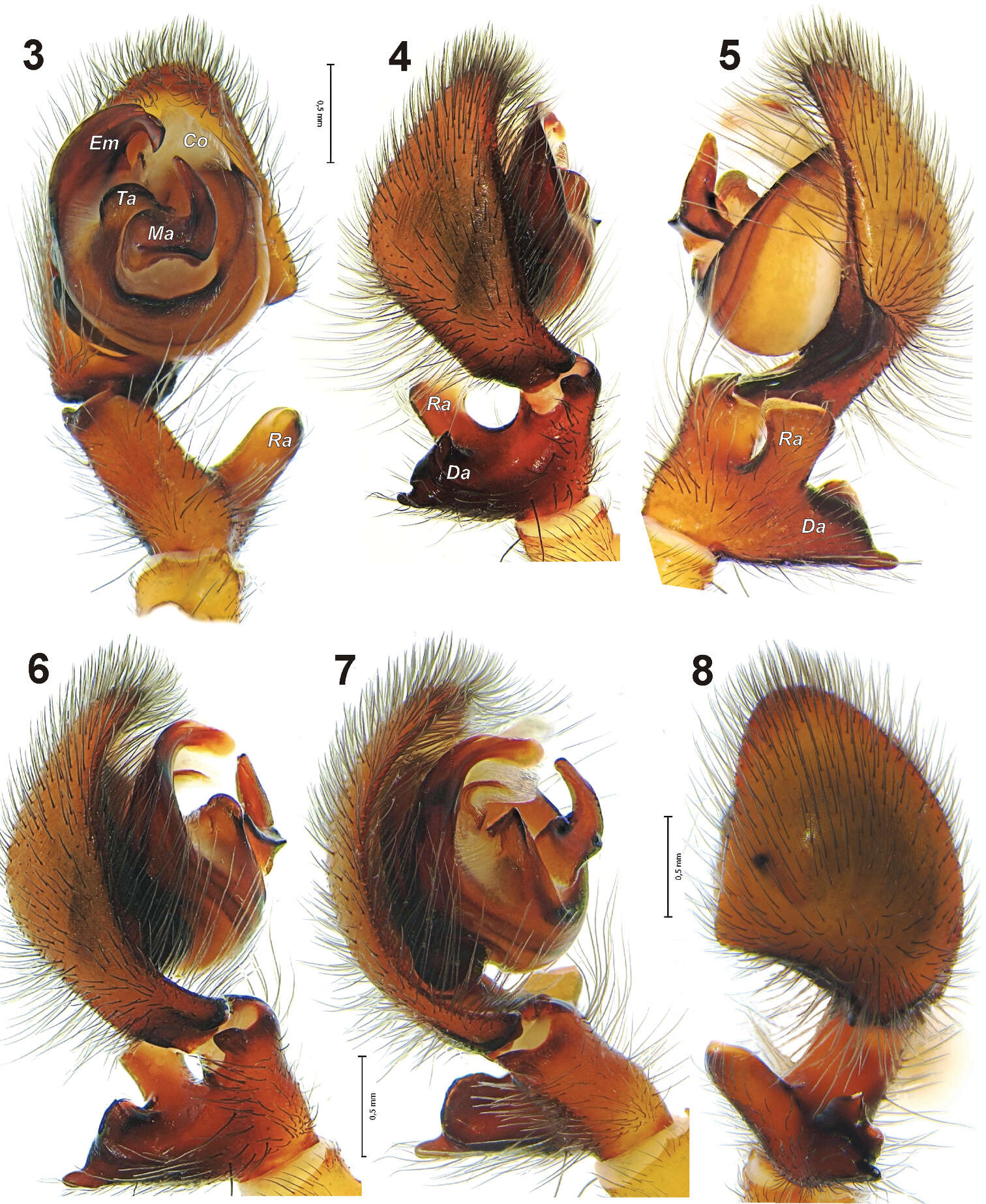 Image de Amaurobiidae