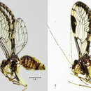 Image of Loneura tuluaensis Garcia Aldrete, Mendivil Nieto & Gonzalez Obando 2012