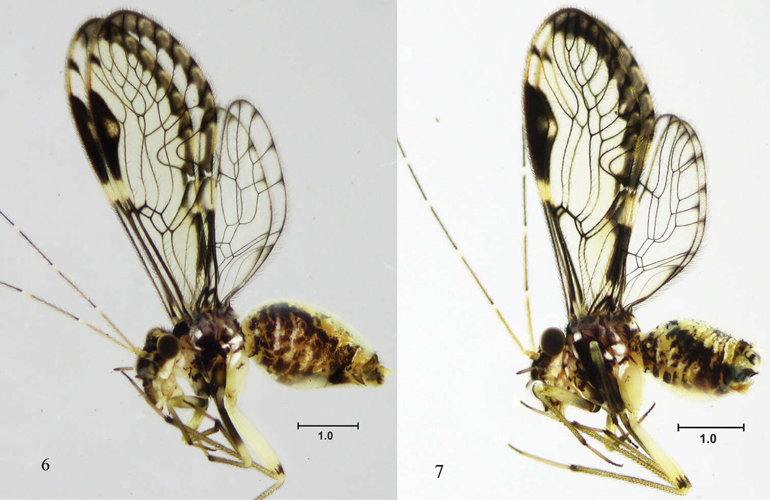 Image of Loneura tuluaensis Garcia Aldrete, Mendivil Nieto & Gonzalez Obando 2012