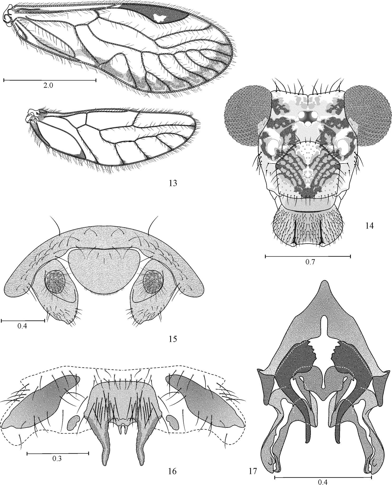 Image of Loneura tuluaensis Garcia Aldrete, Mendivil Nieto & Gonzalez Obando 2012