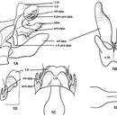 Image of Plectrocnemia verticalis Morse, Zhong & Yang