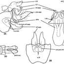 Image of Plectrocnemia acuminata Morse, Zhong & Yang