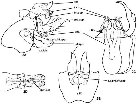 Plectrocnemia resmi