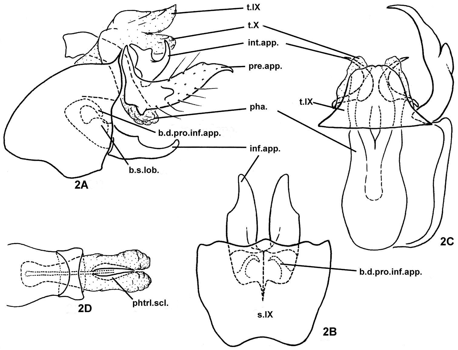 Image of Plectrocnemia acuminata Morse, Zhong & Yang