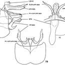 Nyctiophylax (Paranyctiophylax) pungens Morse, Zhong & Yang resmi