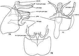 Nyctiophylax (Paranyctiophylax) pungens Morse, Zhong & Yang resmi