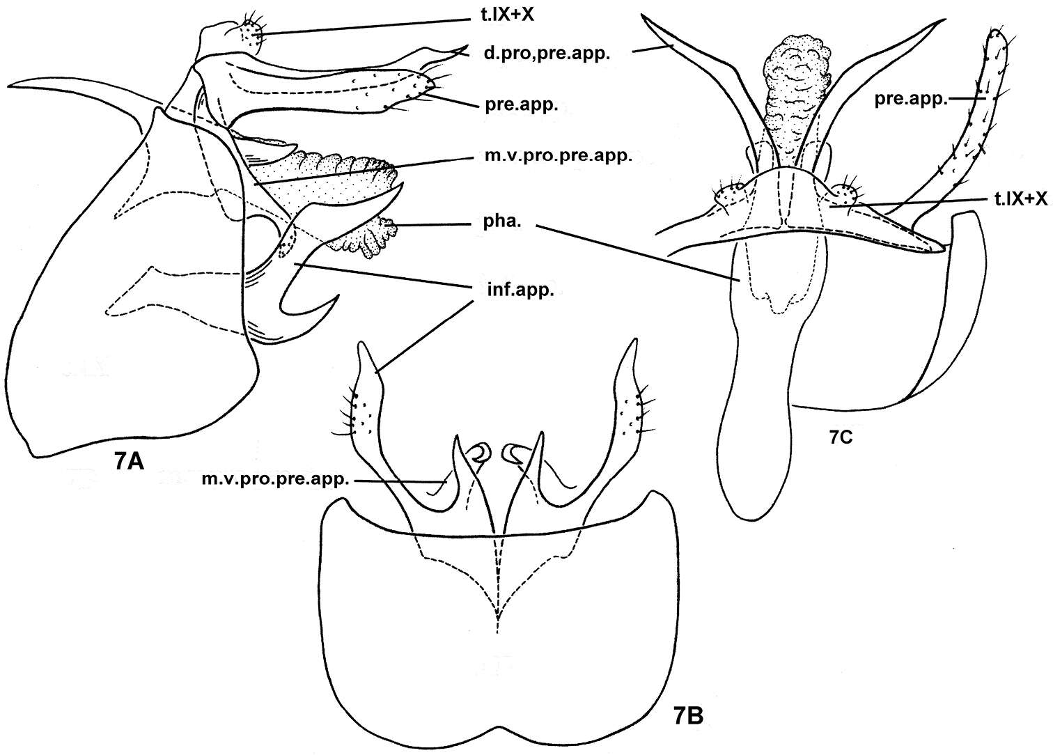 Image of Nyctiophylax (Paranyctiophylax) pungens Morse, Zhong & Yang