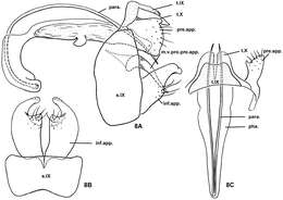 Nyctiophylax (Paranyctiophylax) auriculatus Morse, Zhong & Yang resmi