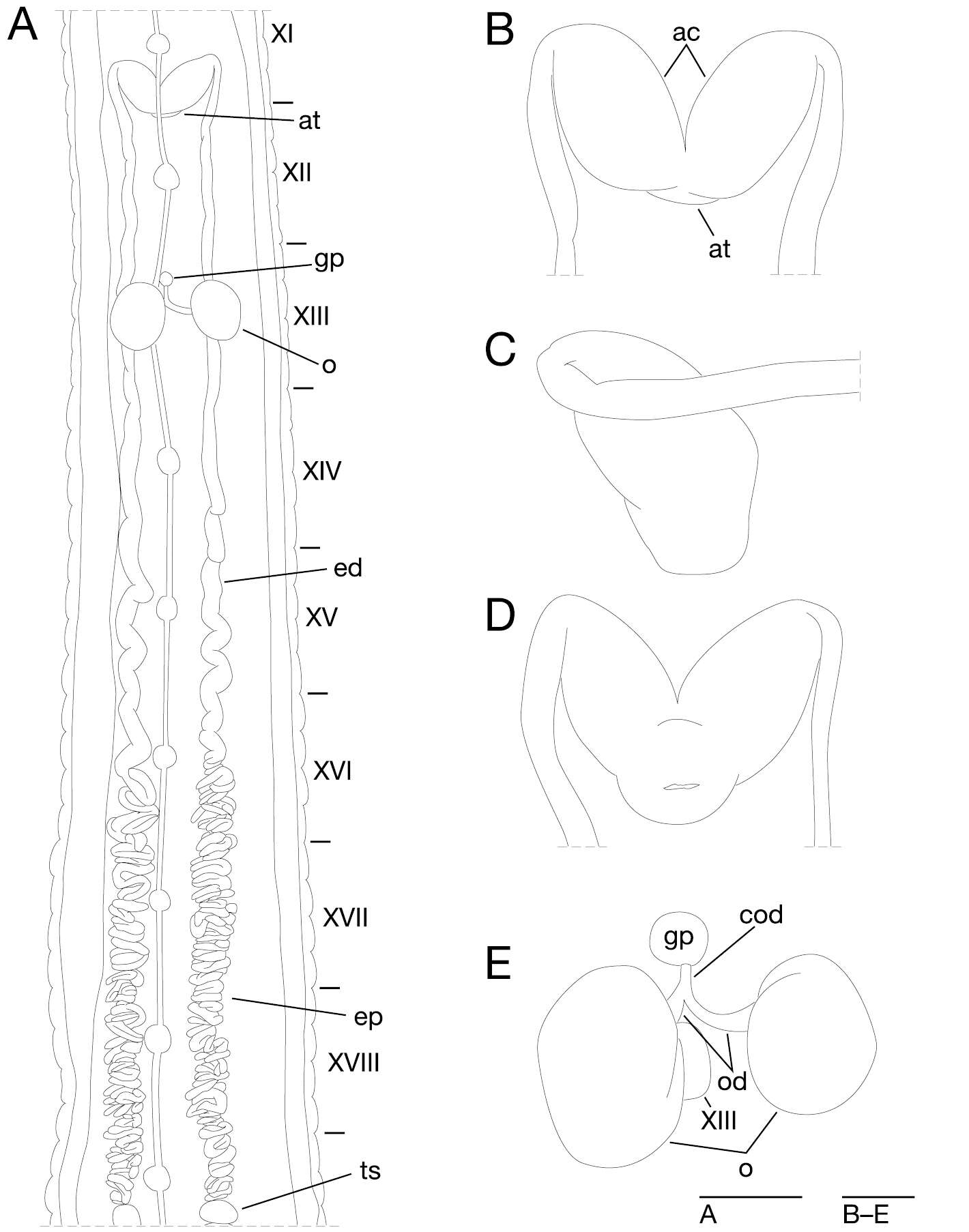 Image of Erpobdelliformes