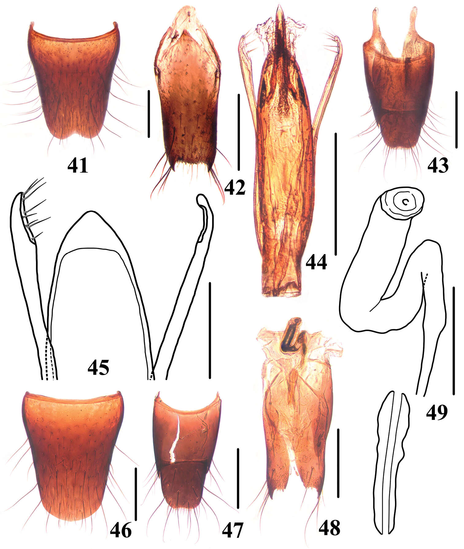 Image of Stenus maoershanus Pan, Yu-Hong, Liang Tang & Li-Zhen Li 2012