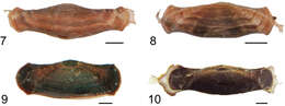 Image of Hyposmocoma