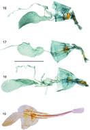 Image of Hyposmocoma