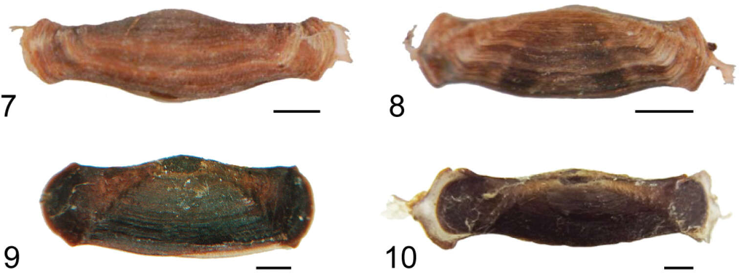 Image of <i>Hyposmocoma makawao</i>