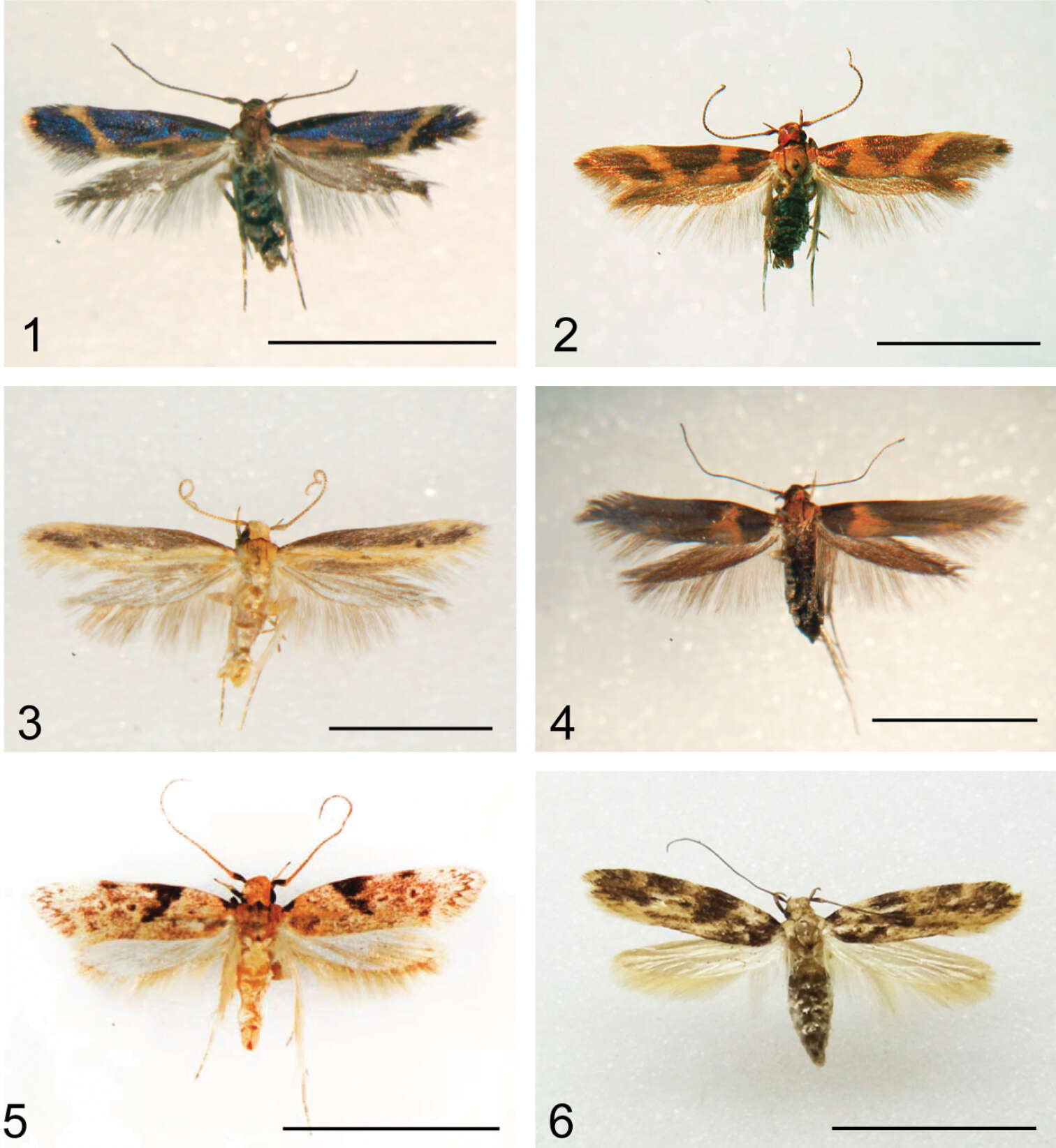 Image of <i>Hyposmocoma tantala</i>