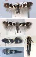Image of shield bearer moths