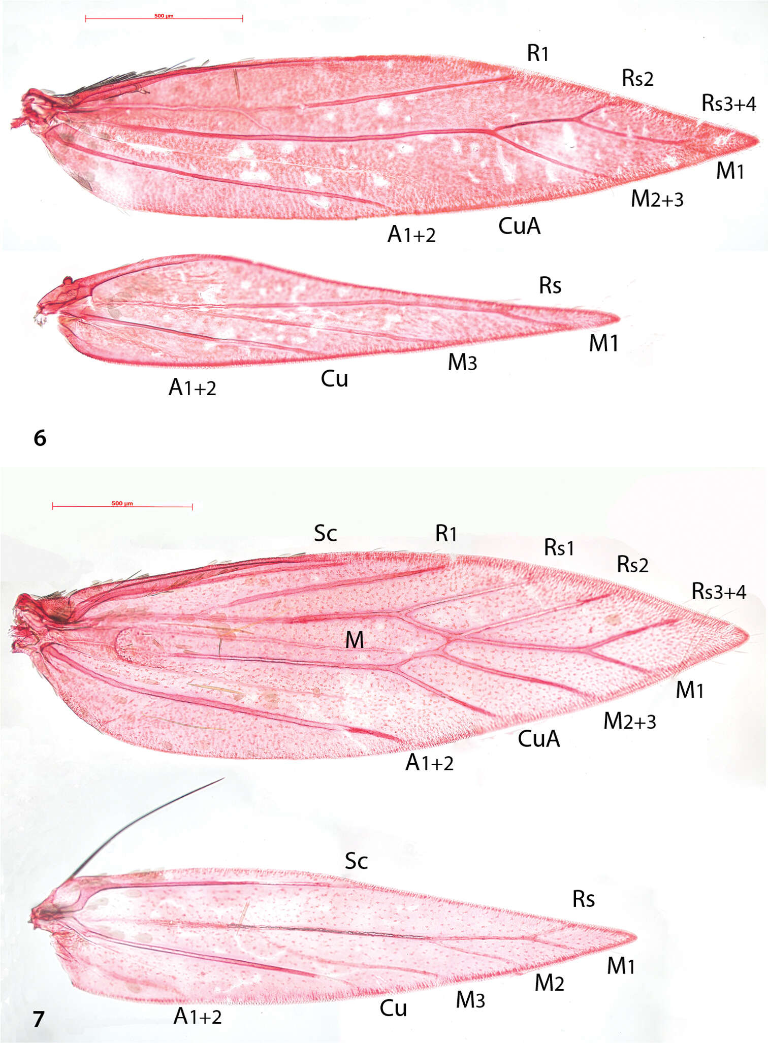 Image de Antispila oinophylla Van Nieukerken & Wagner