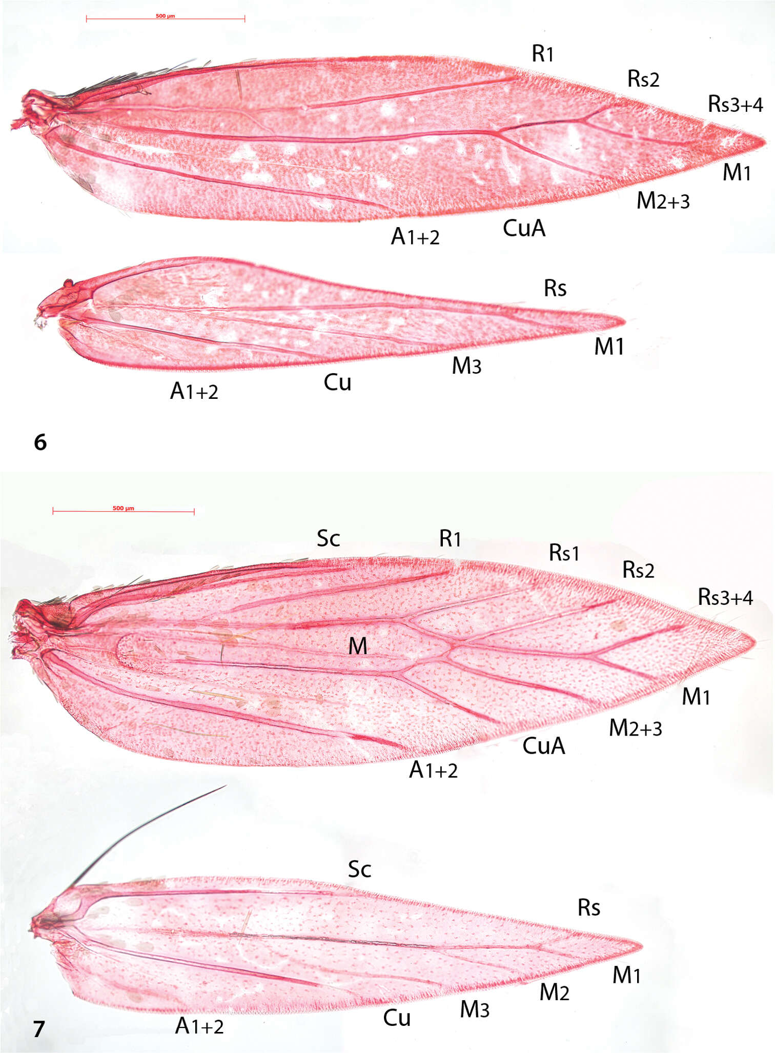 Plancia ëd Antispila oinophylla Van Nieukerken & Wagner