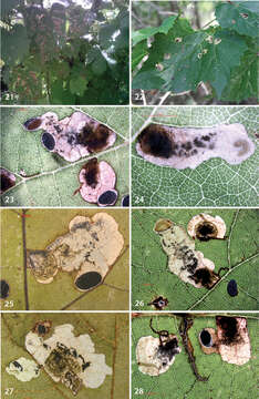 Image de Antispila oinophylla Van Nieukerken & Wagner