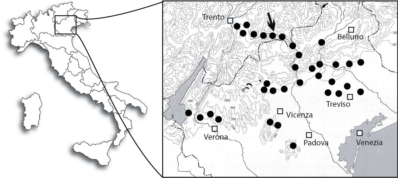 Plancia ëd Antispila oinophylla Van Nieukerken & Wagner