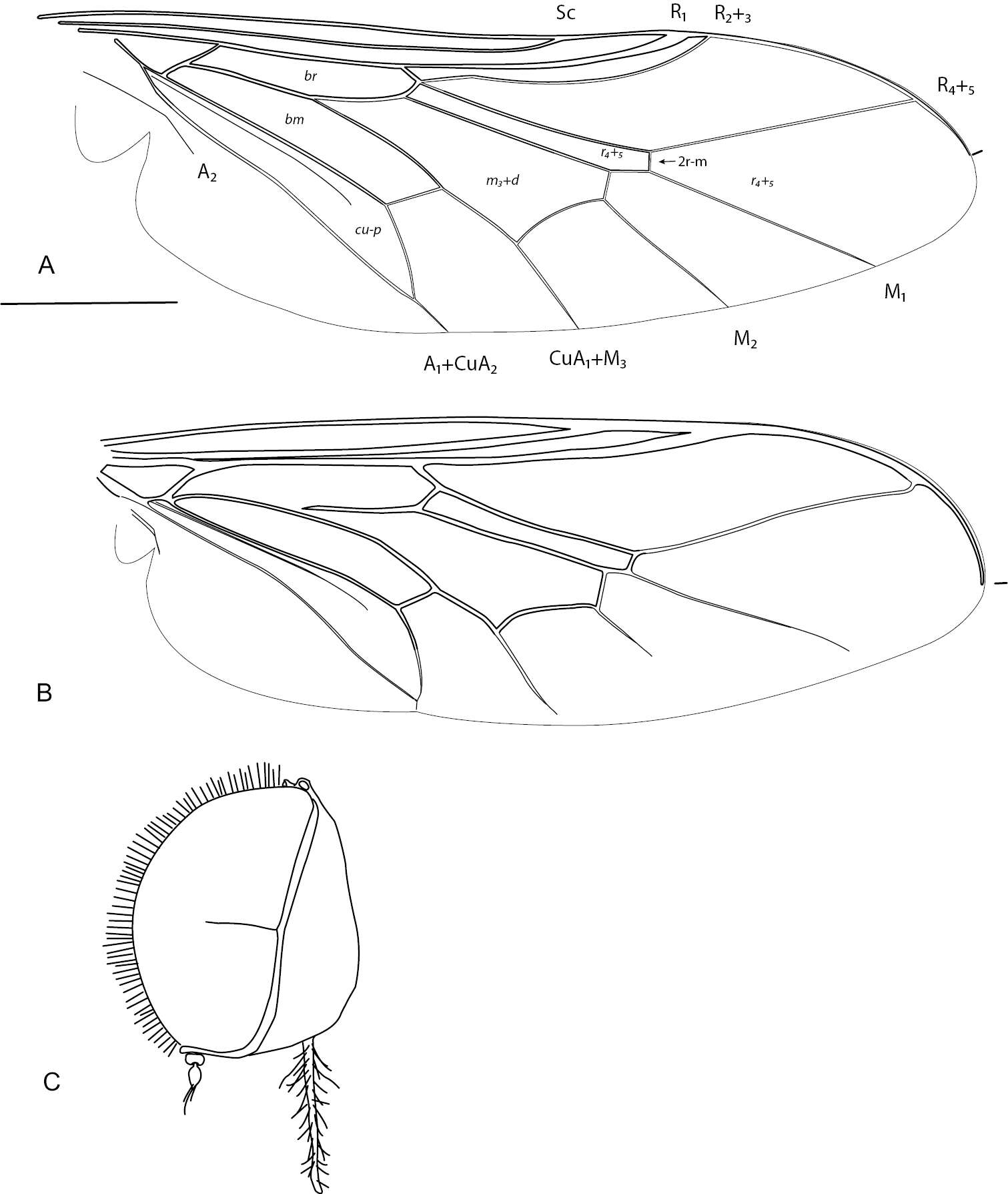 Image de Sabroskya