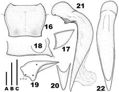 Sivun Chydaeus (Chydaeus) gutangensis Kataev & Liang 2012 kuva