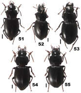 Sivun Chydaeus (Chydaeus) gutangensis Kataev & Liang 2012 kuva