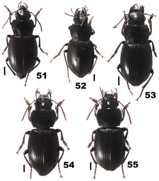 Слика од Chydaeus (Chydaeus) gutangensis Kataev & Liang 2012