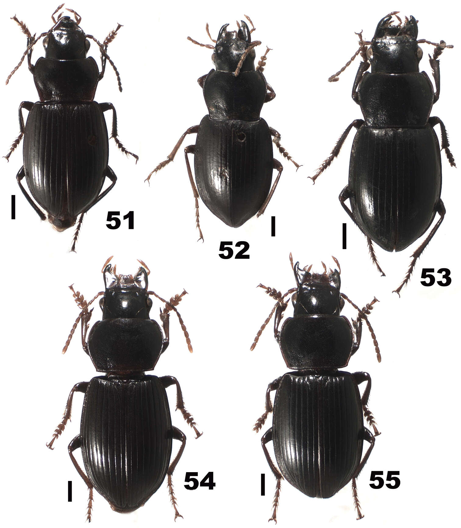 Sivun Chydaeus (Chydaeus) gutangensis Kataev & Liang 2012 kuva