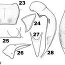 Image of Chydaeus (Chydaeus) hanmiensis Kataev & Liang 2012