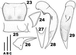 Sivun Chydaeus (Chydaeus) hanmiensis Kataev & Liang 2012 kuva