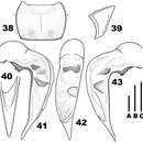 Image of Chydaeus (Chydaeus) baoshanensis Kataev & Liang 2012