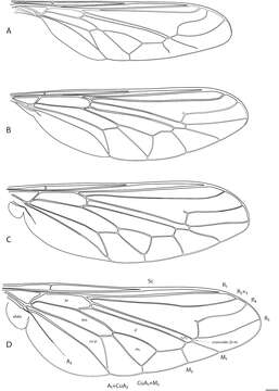 Image of <i>Panops jade</i>