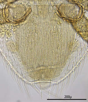 Image of Haemogamasus