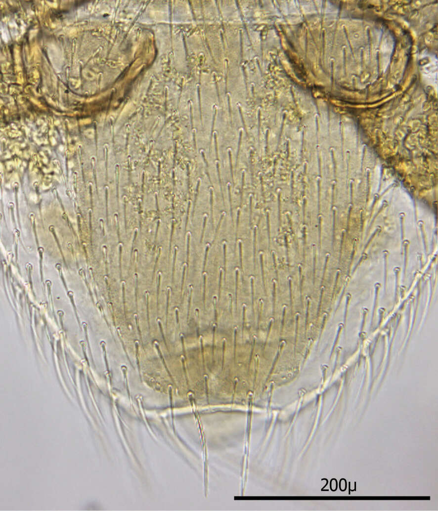 Image of mesostigmatan mites