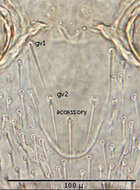 Image of mesostigmatan mites