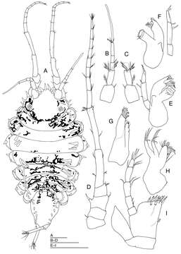 Image of Halacarsantia Wolff 1989