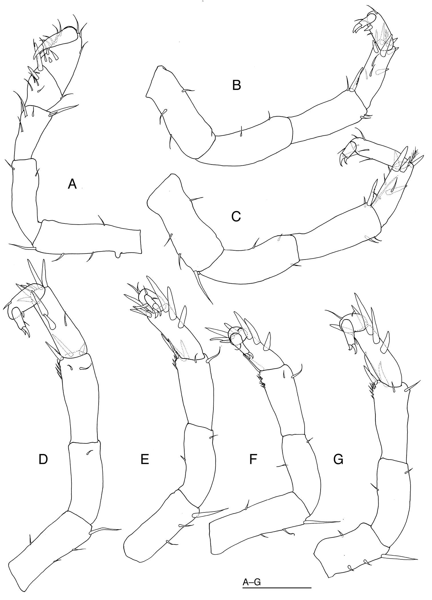 Plancia ëd Santiidae Kussakin 1988