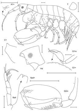 Image of Anamixis Stebbing 1897