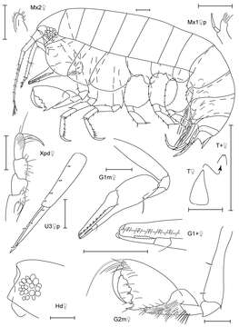 Image of Anamixis Stebbing 1897