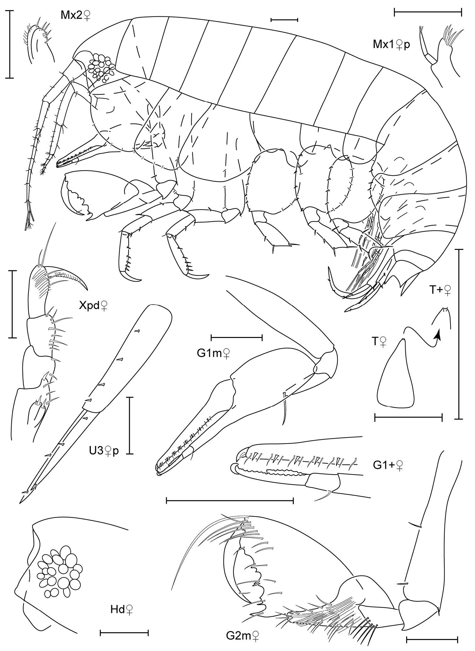 Image of Anamixis Stebbing 1897