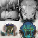 Слика од <i>Achrysocharoides mediocarinatus</i>