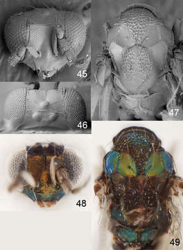 Слика од <i>Achrysocharoides purpureus</i>