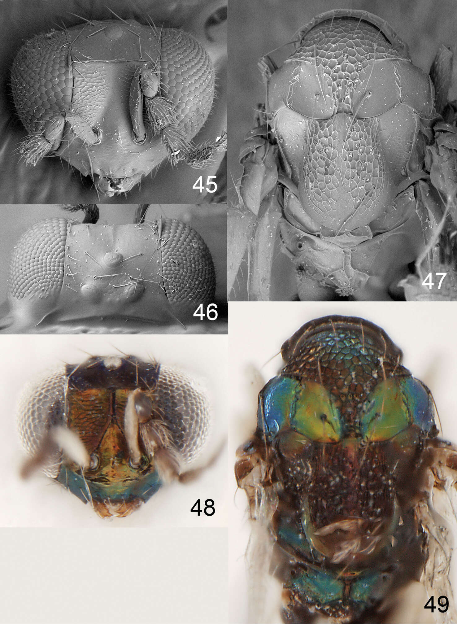 Image of <i>Achrysocharoides purpureus</i>