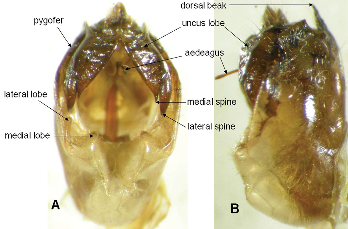 Image of Semia spinosa Pham, Hayashi & Yang 2012