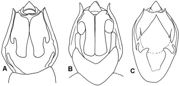 Image of Semia