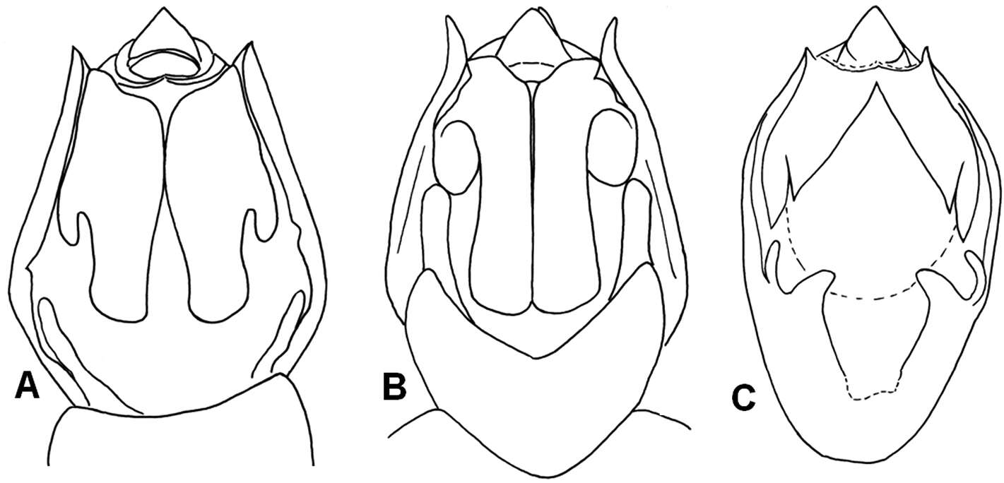 Image of Semia spinosa Pham, Hayashi & Yang 2012